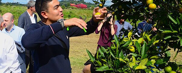 ციტრუსების პლანტაცია ჩაქვში ციტრუსების პლანტაცია ჩაქვში - Sputnik საქართველო