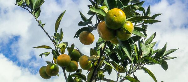 ფორუმის მონაწილეებს ჩაქვში ციტრუსების პლანტაციები უჩვენეს ფორუმის მონაწილეებს ჩაქვში ციტრუსების პლანტაციები უჩვენეს - Sputnik საქართველო