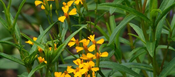 მექსიკური ტარხუნა - Sputnik საქართველო