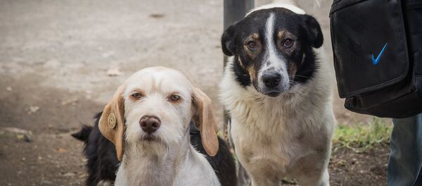 Собаки, за которыми присматривает Павел Джураев - Sputnik Грузия