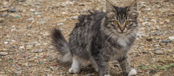 Бездомный котенок - Sputnik Грузия