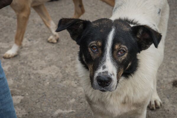 О Джураеве и его деятельности уже знают многие любители собак и кошек в Тбилиси, некоторые из них помогают зоозащитнику, привозят ему еду для животных и лекарства - Sputnik Грузия