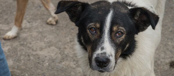 Зоозащитник Зоозащитник - Sputnik Грузия