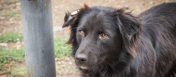 Зоозащитник - Sputnik Грузия