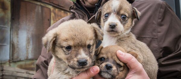 Зоозащитник - Sputnik Грузия