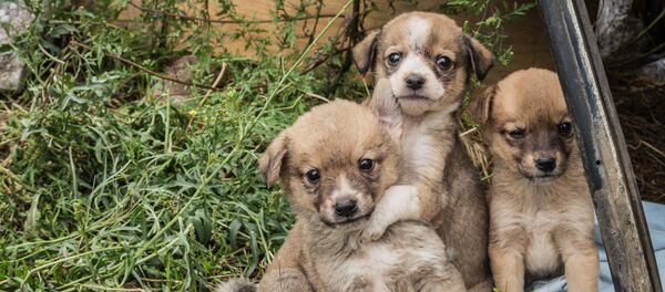 Бездомные щенки - Sputnik Грузия