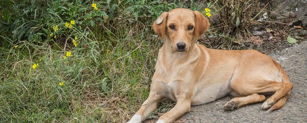 უპატრონო ძაღლი უპატრონო ძაღლი - Sputnik საქართველო