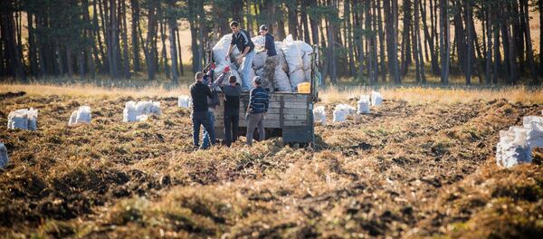 Сбор урожая картофеля в Ахалкалакском районе - Sputnik Грузия