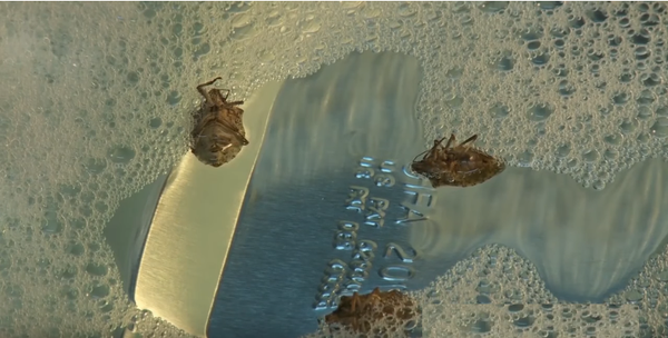 აზიურ ფაროსანასთან ბრძოლის ვიდეოინსტრუქცია აზიურ ფაროსანასთან ბრძოლის ვიდეოინსტრუქცია - Sputnik საქართველო