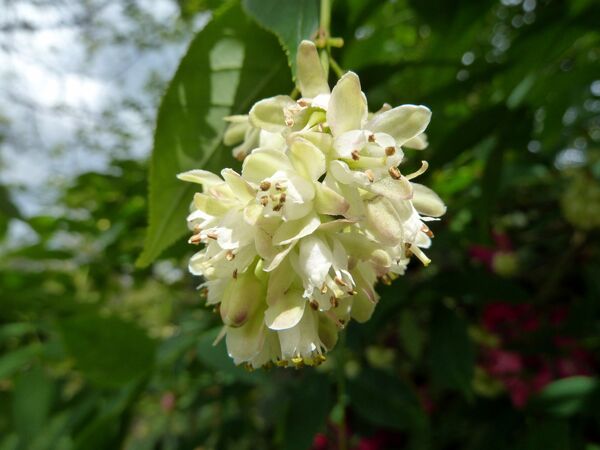 ჯონჯოლი ჯონჯოლი - Sputnik საქართველო