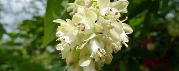 ჯონჯოლი - Sputnik საქართველო