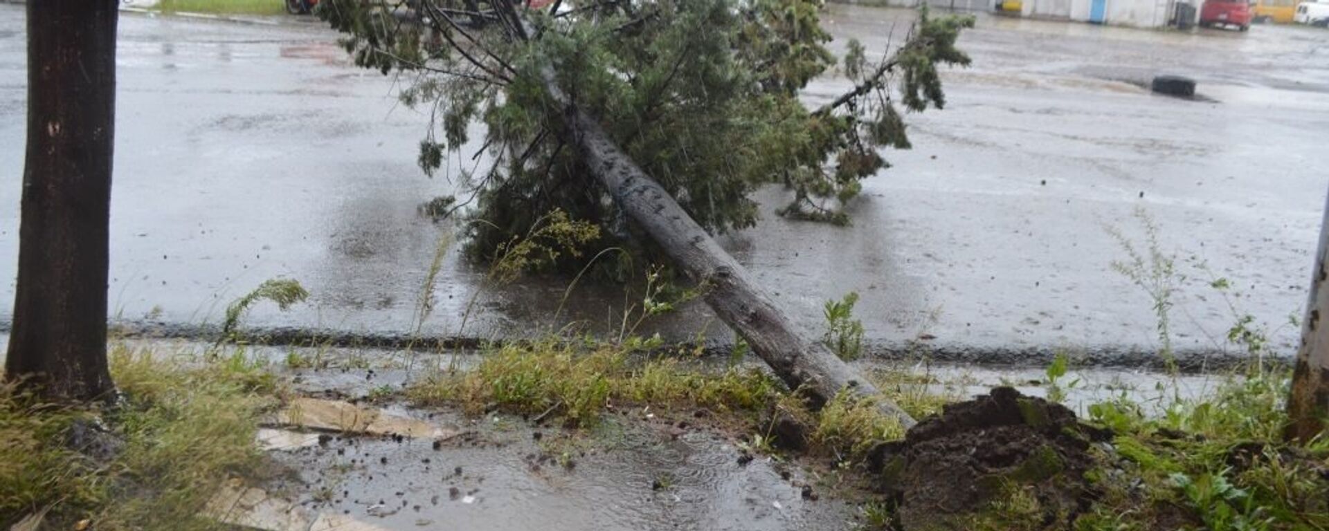 Ветер и сильный дождь повалили деревья в Поти - Sputnik Грузия, 1920, 20.04.2021