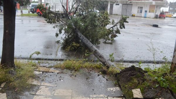 Ветер и сильный дождь повалили деревья в Поти - Sputnik Грузия