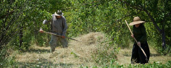 შიდა ქართლის რეგიონის მცხოვრებნი თავის ნაკვეთს ამუშავებენ შიდა ქართლის რეგიონის მცხოვრებნი თავის ნაკვეთს ამუშავებენ - Sputnik საქართველო