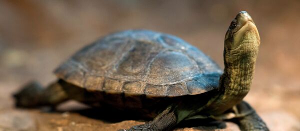 Черепаха отдыхает на камне в зоопарке Вены - Sputnik Грузия