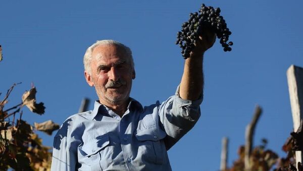 Фермер собирает урожай с виноградника - Sputnik Грузия