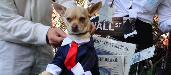 Собачий Хеллоуин состоялся в Нью-Йорке - Sputnik Грузия