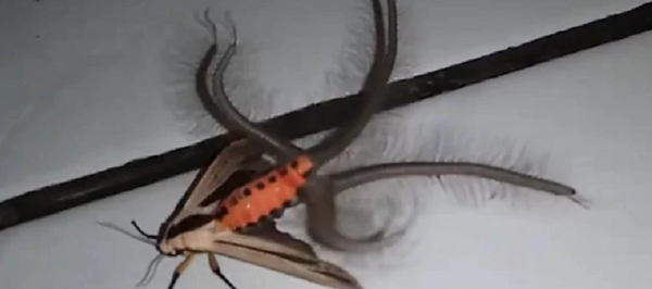 ჩრჩილი Creatonotos Gangis - Sputnik საქართველო