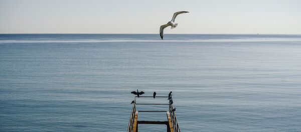 თოლია შავი ზღვაზე თოლია შავი ზღვაზე - Sputnik საქართველო