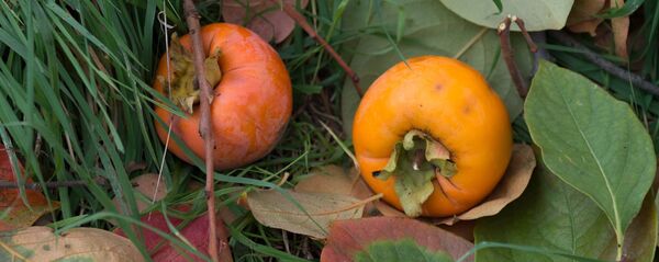 ხურმა ხურმა - Sputnik საქართველო