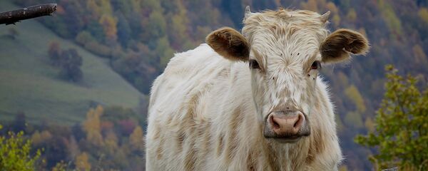 ძროხა ძროხა - Sputnik საქართველო