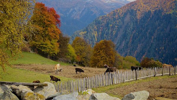 Виды региона Сванети - краски осени. Коровы пасутся на окраине деревни Цвирми - Sputnik Грузия