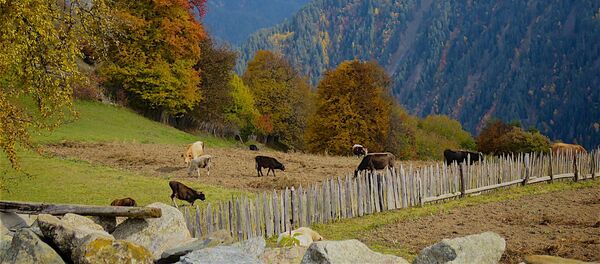სვანეთი - შემოდგომა. ძროხები სოფელ წვირმის საძოვრებზე სვანეთი - შემოდგომა. ძროხები სოფელ წვირმის საძოვრებზე - Sputnik საქართველო