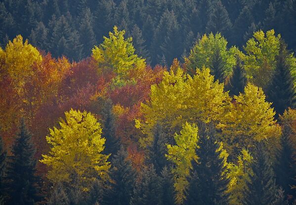 Осенью горные склоны Сванетии словно озаряются яркими красками - Sputnik Грузия