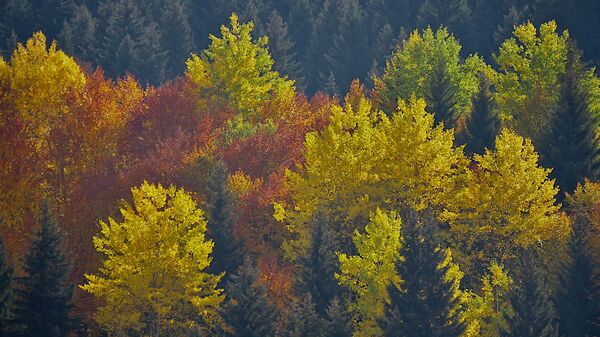 Виды региона Сванети - краски осени. Лес в горах у населенного пункта Местиа - Sputnik Грузия