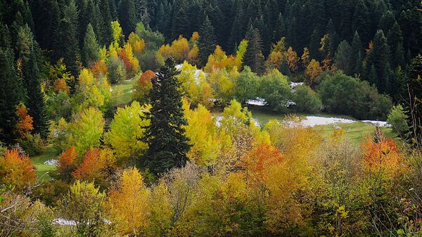 Виды региона Сванети - краски осени. Лес в горах на склонах горнолыжного курорта Хацвали - Sputnik საქართველო