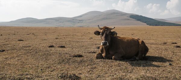 ძროხა - Sputnik საქართველო
