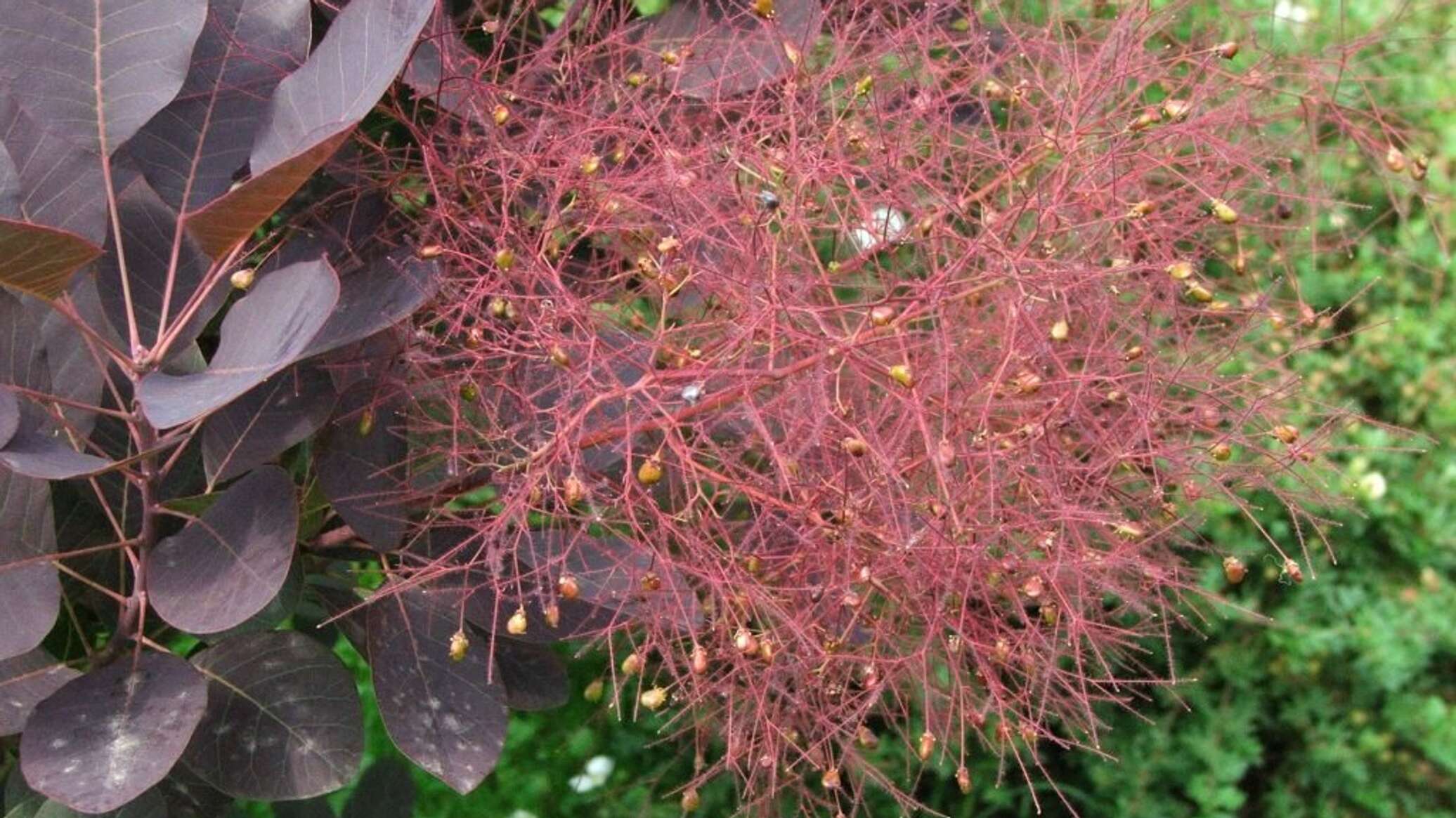 Розовое дымное дерево. Скумпия Кожевенная Cotinus coggygria. Скумпия Кожевенная (Cotinus coggygria `Royal Purple`). Скумпия Кожевенная Рубрифолиус. Скумпия Роял перпл.