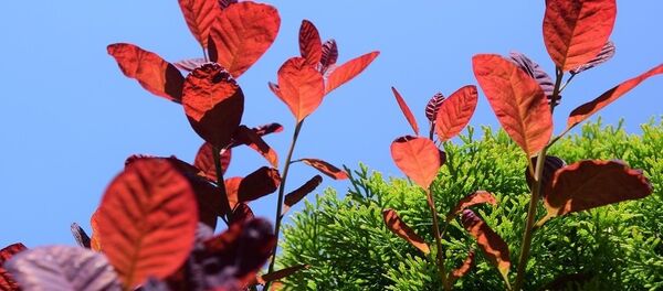 თრიმლის ფოთლები - Sputnik საქართველო