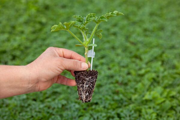 მზა ჩითილი - Sputnik საქართველო