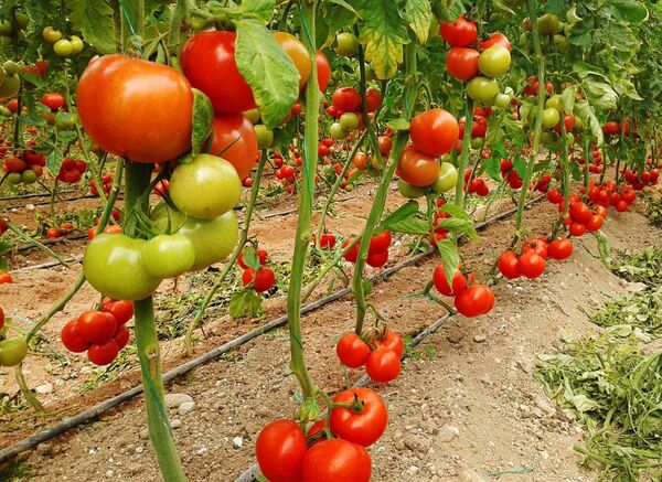 პომიდორი - Sputnik საქართველო