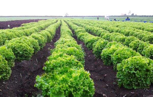 სალათის ფურცელი - Sputnik საქართველო