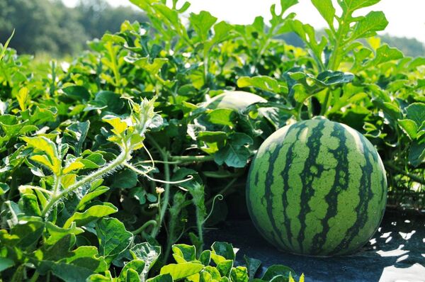 საზამთრო - Sputnik საქართველო