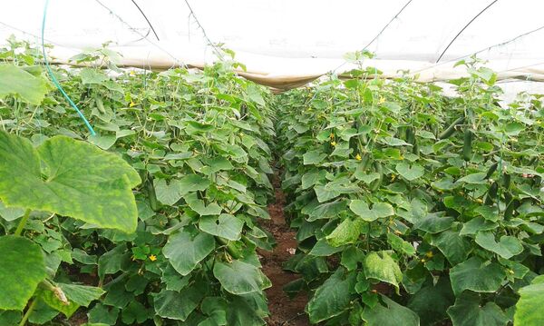 კიტრი - Sputnik საქართველო