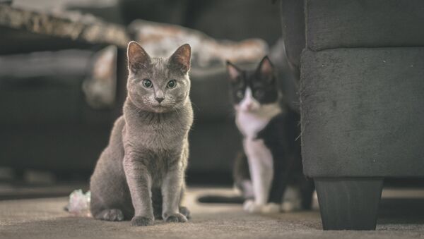 Кошки на улице - Sputnik Грузия