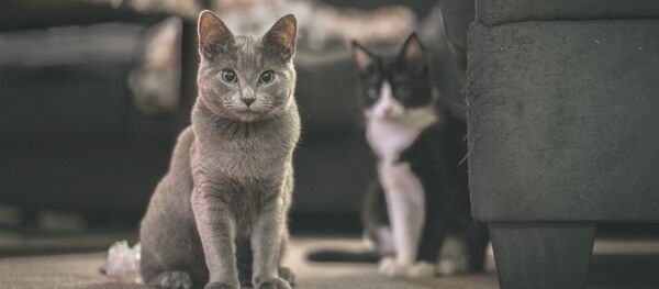 Кошки на улице - Sputnik Грузия