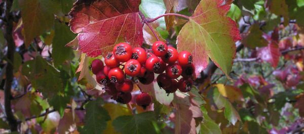 კუნელი კუნელი - Sputnik საქართველო