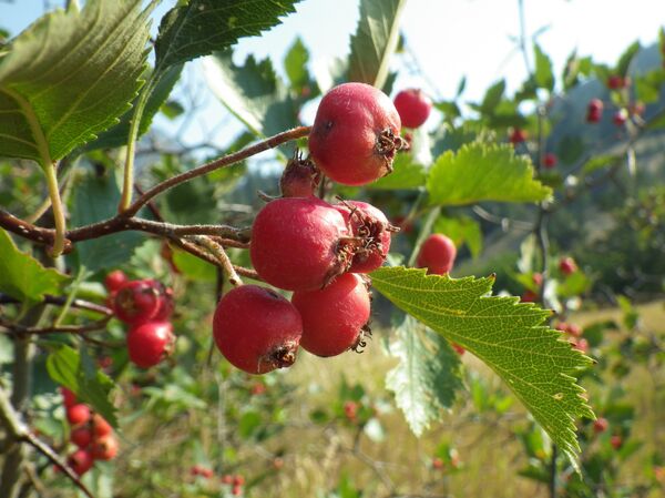 კუნელი - Sputnik საქართველო