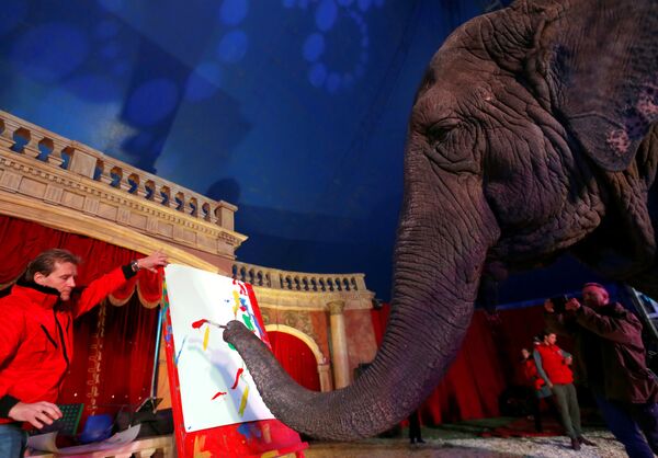 Сандра, 42-летний слон, рисует своим хоботом в цирке цирка Флориана Рихтера в Будапеште, Венгрия - Sputnik Грузия