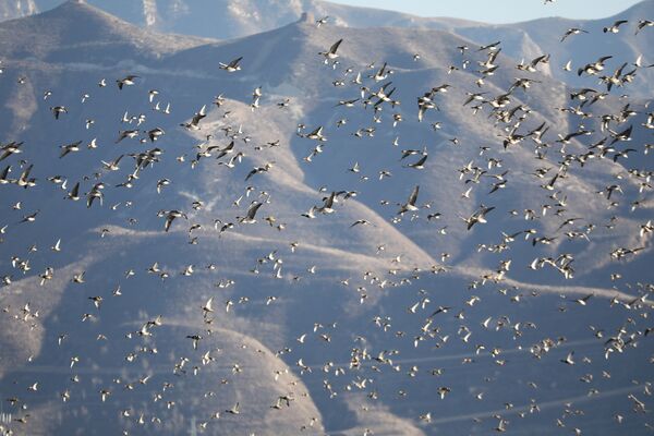 Птицы перелетают огромное Гуантинское озеро в Чжанцзякоу, провинция Хэбэй, Китай - Sputnik Грузия
