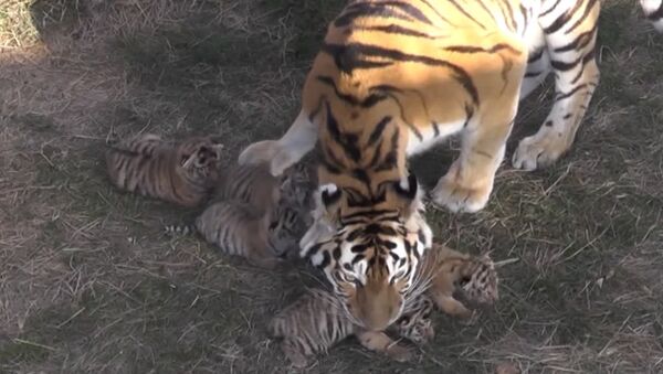 Амурские тигрята родились в парке Тайган в Крыму - Sputnik Грузия