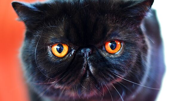 შავი კატა - Sputnik საქართველო