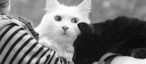 კატები კატები - Sputnik საქართველო