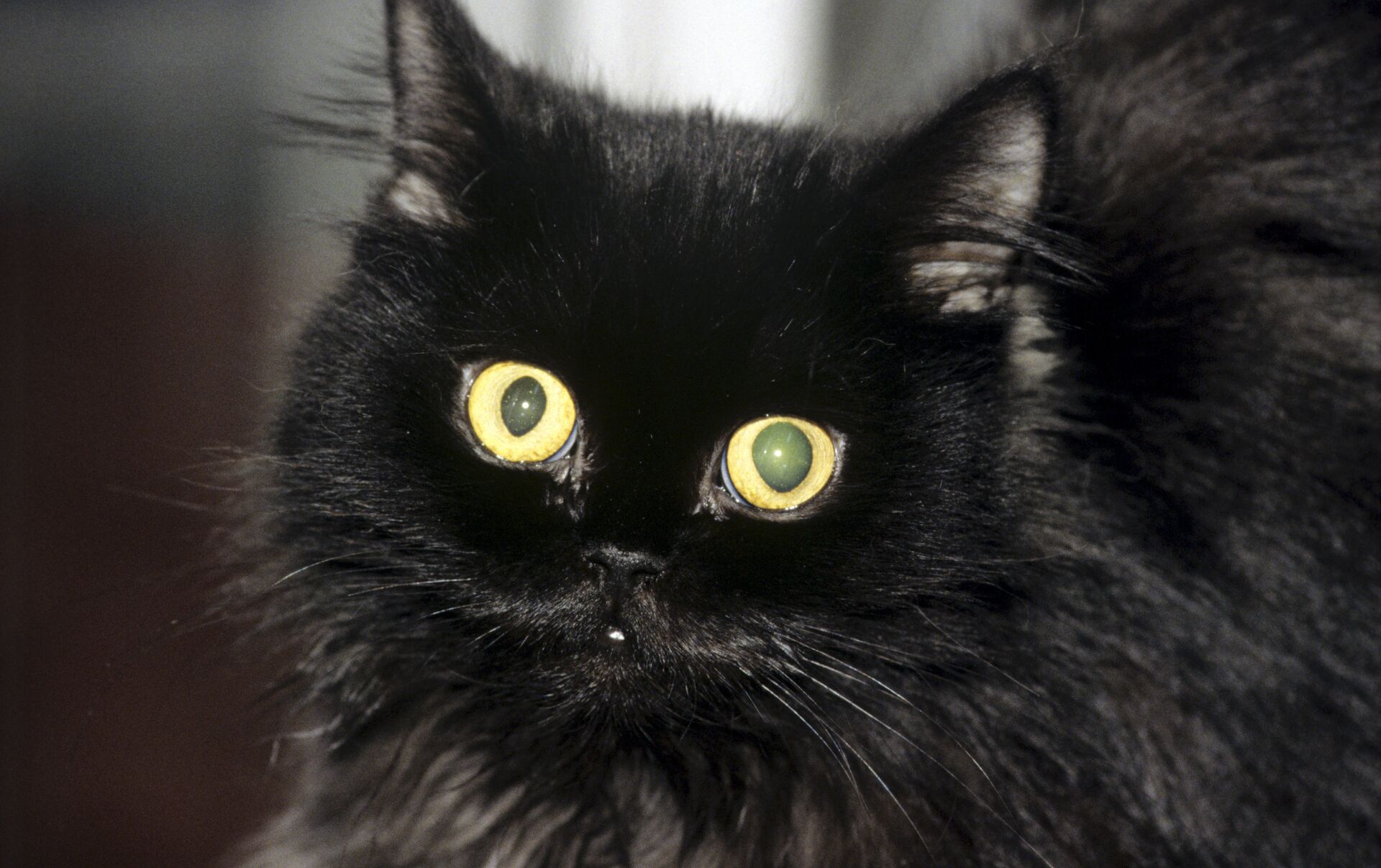 Кошки с крупными глазами