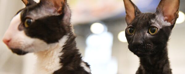 Кошки породы корниш рекс - Sputnik Грузия