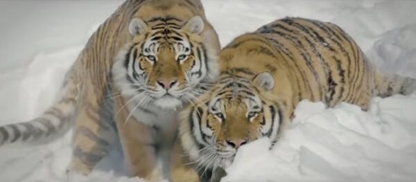 Тигры охотятся на дрога - Sputnik Грузия